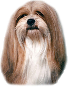 Lhasa Apso rashond Lhasa Apso rashond
